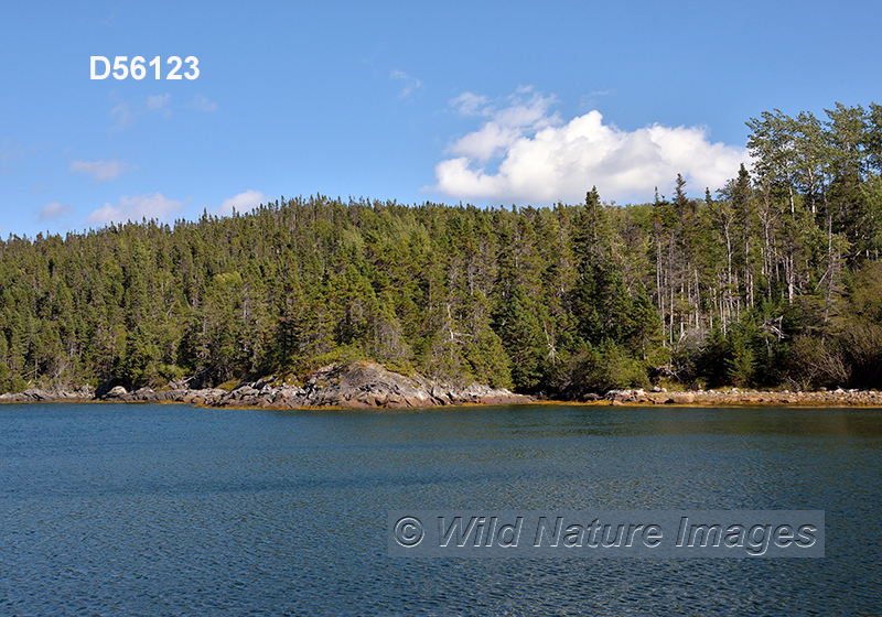 Terra Nova National Park, Newfoundland